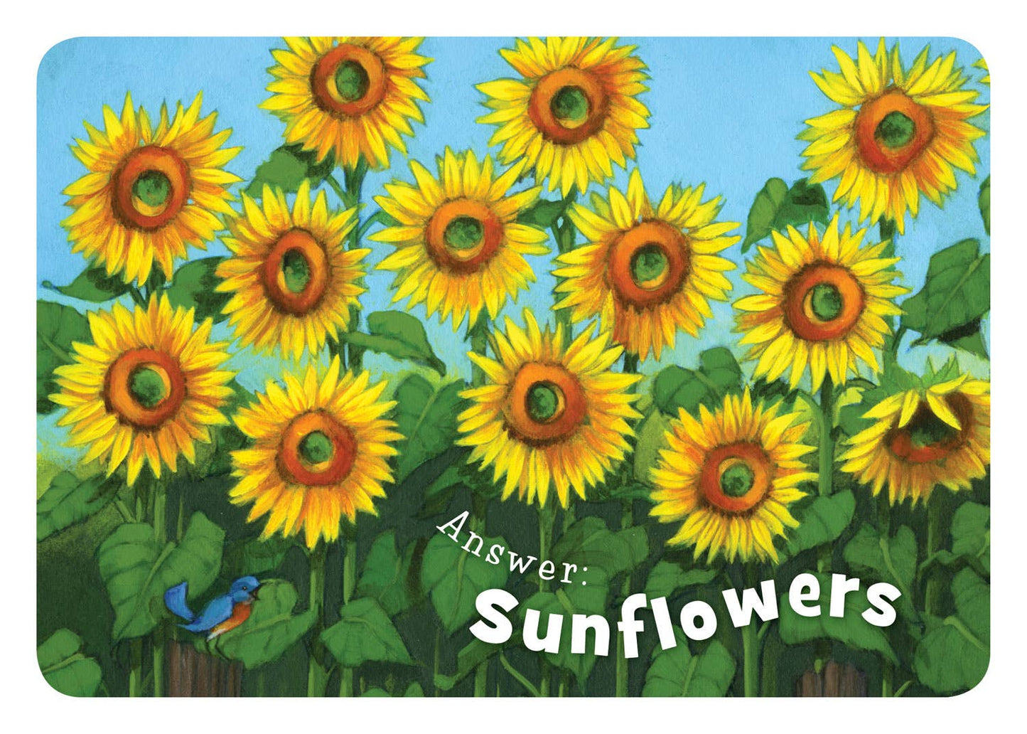 Little Louisiana Board Book