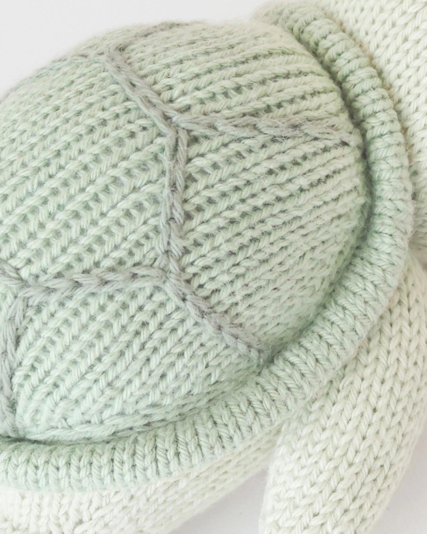 Baby Turtle