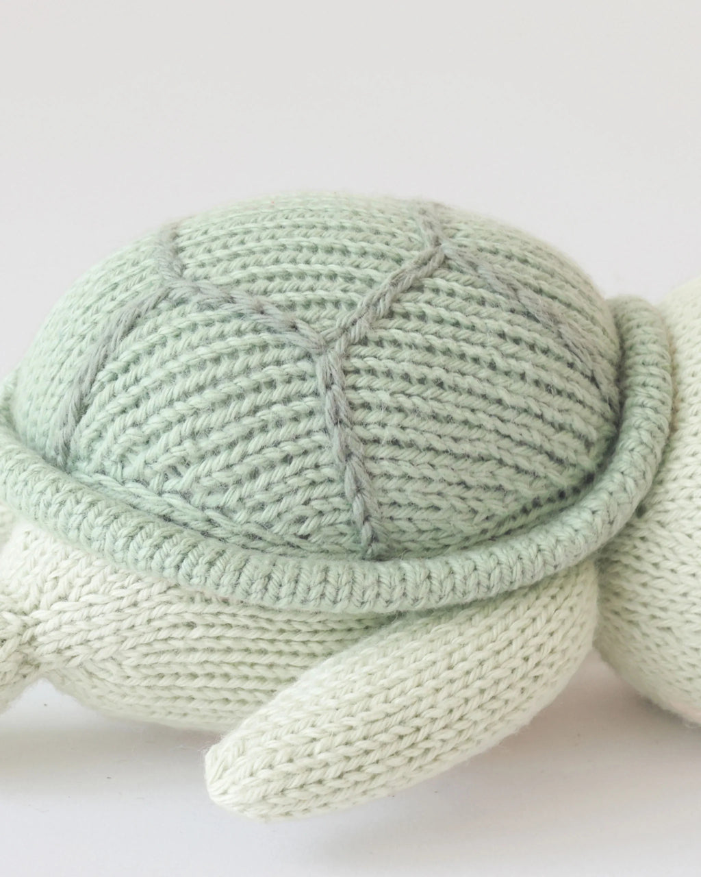 Baby Turtle